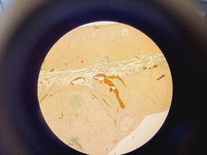 Thumbnail image of Motic AE21 Series Trinocular Inverted Microscope with 2x Objectives