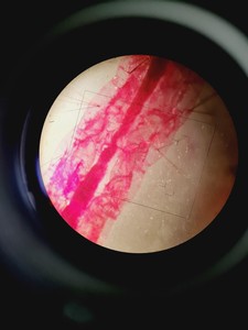Thumbnail image of Nikon Optiphot Microscope, Model H-III, FDX-35, HBO 100W, 5 x Objectives Lab