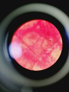 Thumbnail image of Nikon Optiphot Microscope, Model H-III, FDX-35, HBO 100W, 5 x Objectives Lab
