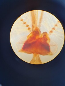 Thumbnail image of Olympus BH-2 Compound Microscope with 4 x Objectives Lab