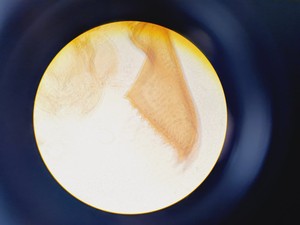 Thumbnail image of Olympus BH-2 Compound Microscope with 4 x Objectives Lab