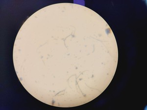 Thumbnail image of Nikon Eclipse TE300 Inverted Fluorescence Microscope System Lab Spares/Repairs
