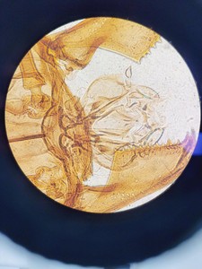 Thumbnail image of Nikon Eclipse TE300 Inverted Fluorescence Microscope System Lab