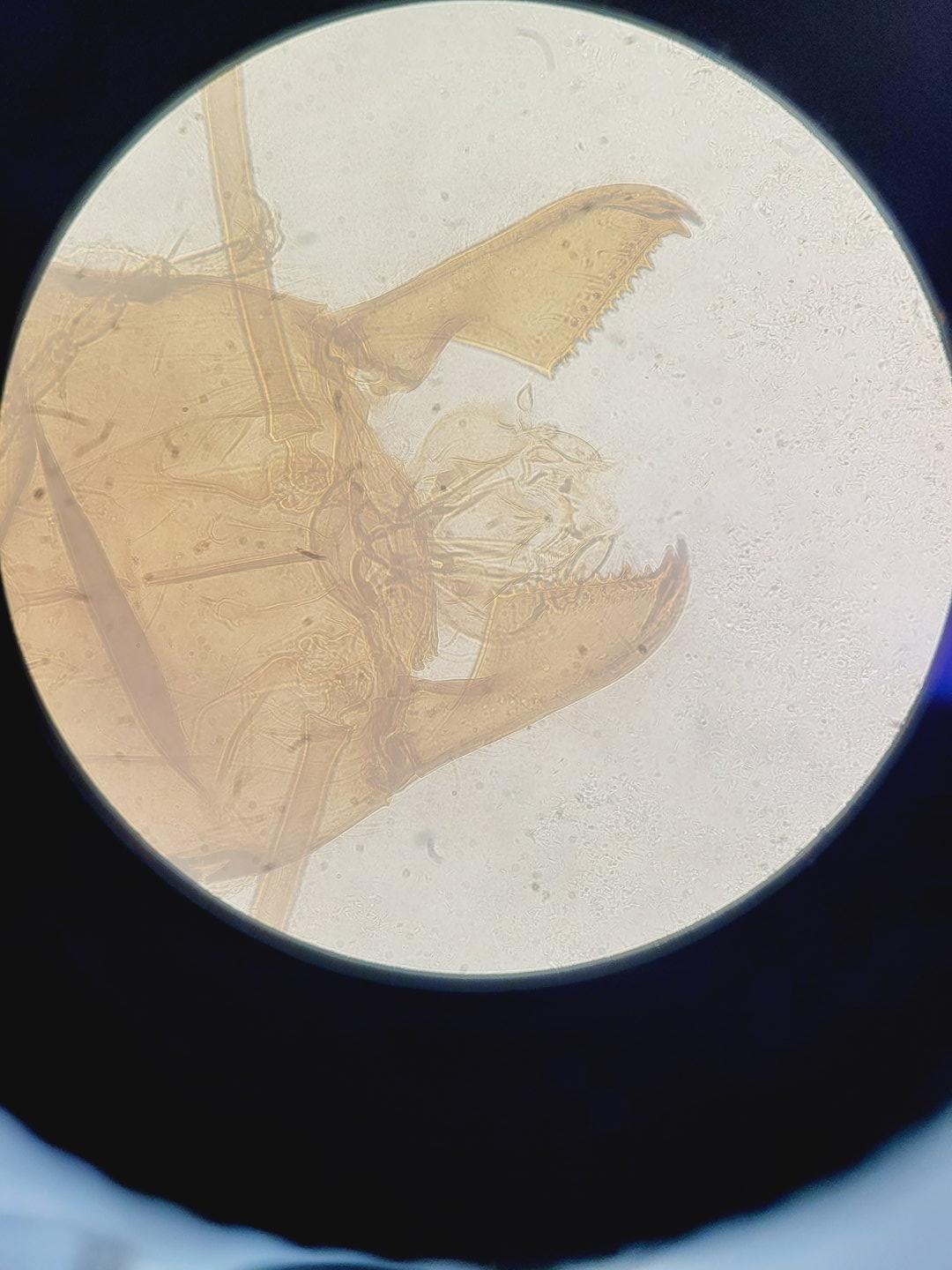 Image of Nikon Eclipse TE300 Inverted Fluorescence Microscope System Lab