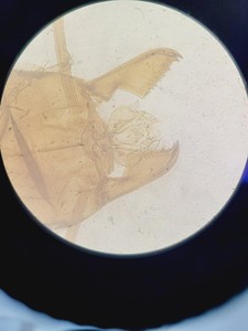 Thumbnail image of Nikon Eclipse TE300 Inverted Fluorescence Microscope System Lab