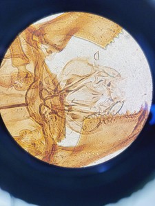 Thumbnail image of Nikon Eclipse TE300 Inverted Fluorescence Microscope System Lab
