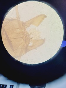 Thumbnail image of Nikon Eclipse TE300 Inverted Fluorescence Microscope System Lab