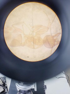 Thumbnail image of Thermo Nicolet Nexus 470 Spectra Tech IR-Plan Infrared Microscope