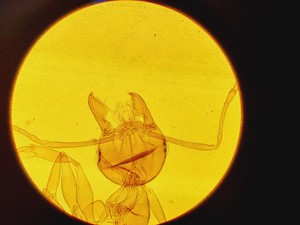 Thumbnail image of Zeiss Axioskop 2 Fluorescence Microscope Lab