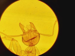 Thumbnail image of Zeiss Axioskop 2 Fluorescence Microscope Lab