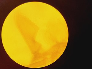 Thumbnail image of Zeiss Axioskop 2 Fluorescence Microscope Lab