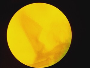 Thumbnail image of Zeiss Axioskop 2 Fluorescence Microscope Lab