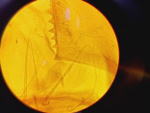 Thumbnail image of Zeiss Axioskop 2 Fluorescence Microscope Lab