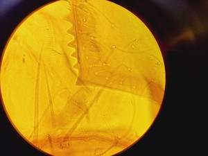 Thumbnail image of Zeiss Axioskop 2 Fluorescence Microscope Lab