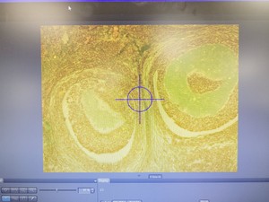 Thumbnail image of Zeiss Axio Observer 3 Inverted Microscope w/ 3 x  EC Plan-NEOFLUAR Objectives 