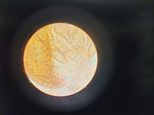 Thumbnail image of Leitz Wetzlar Ortholux II Microscope Lab