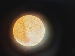 Thumbnail image of Leitz Wetzlar Ortholux II Microscope Lab
