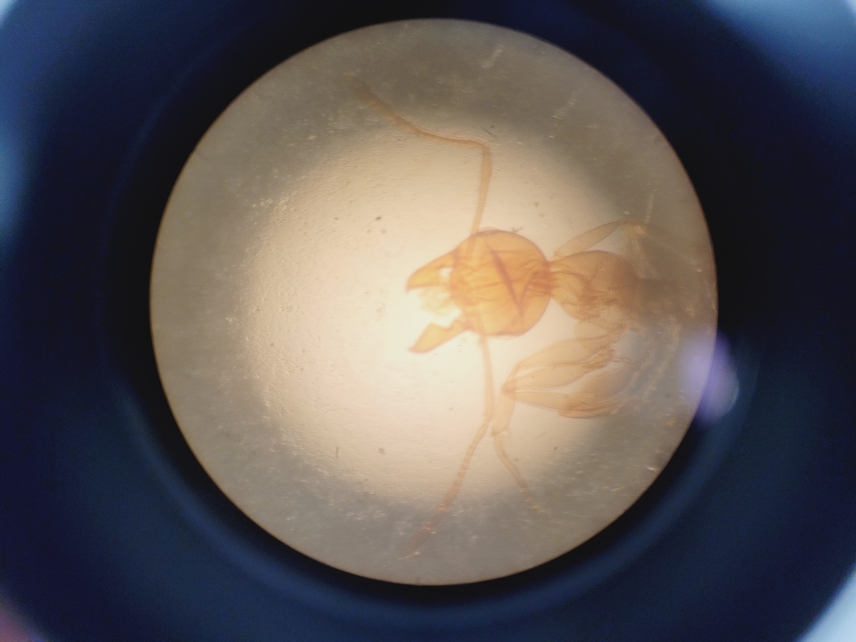 Image of Wild Heerbrugg M40A Inverted Microscope 4/0.10, 10/0.25 Ph, 20/0.25 Ph, 40/0.25