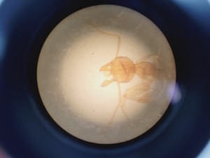 Thumbnail image of Wild Heerbrugg M40A Inverted Microscope 4/0.10, 10/0.25 Ph, 20/0.25 Ph, 40/0.25