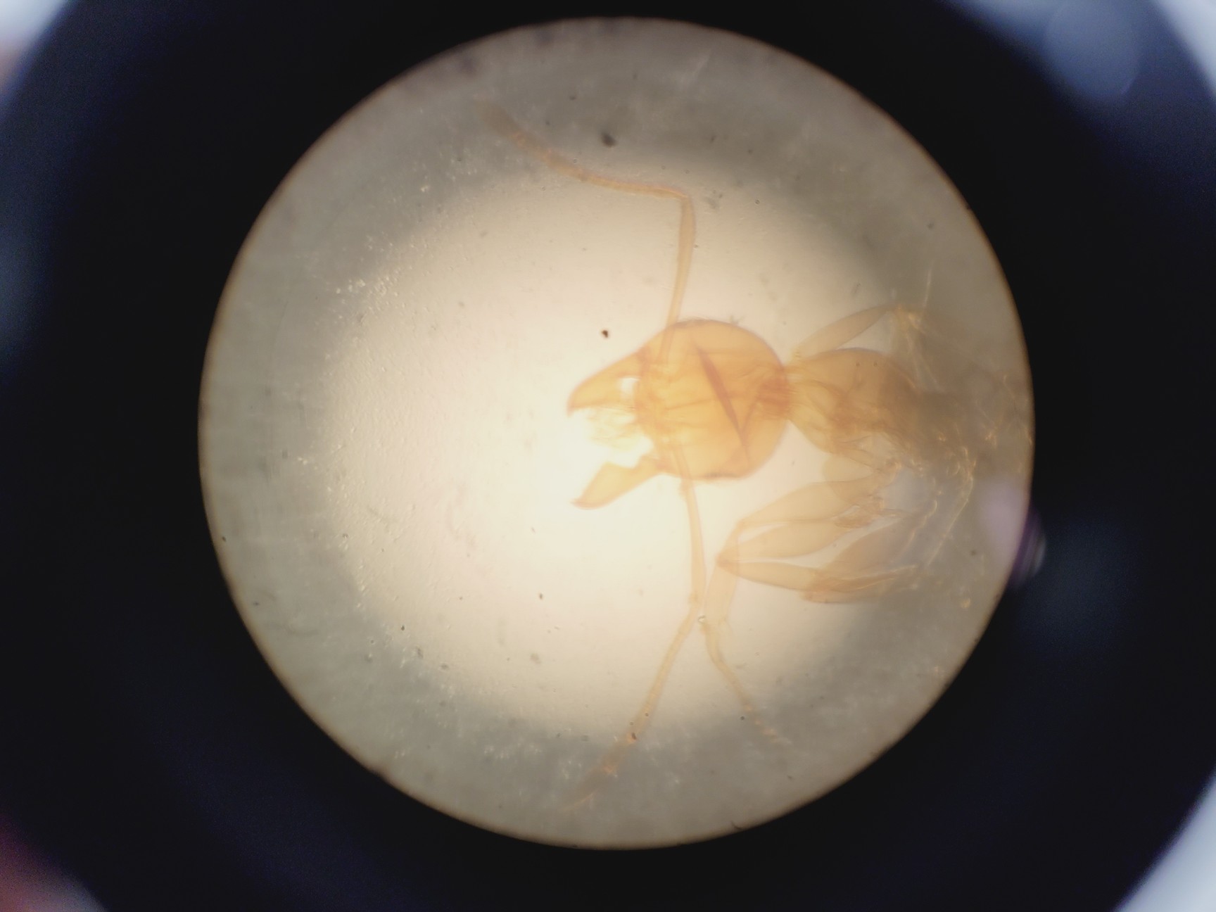 Image of Wild Heerbrugg M40A Inverted Microscope 4/0.10, 10/0.25 Ph, 20/0.25 Ph, 40/0.25