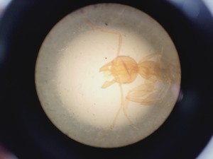 Thumbnail image of Wild Heerbrugg M40A Inverted Microscope 4/0.10, 10/0.25 Ph, 20/0.25 Ph, 40/0.25