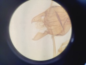 Thumbnail image of Wild Heerbrugg M40A Inverted Microscope 4/0.10, 10/0.25 Ph, 20/0.25 Ph, 40/0.25 