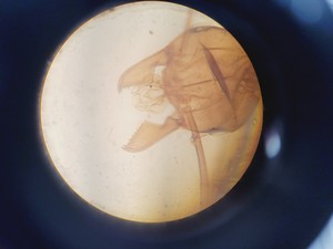 Thumbnail image of Wild Heerbrugg M40A Inverted Microscope 4/0.10, 10/0.25 Ph, 20/0.25 Ph, 40/0.25 