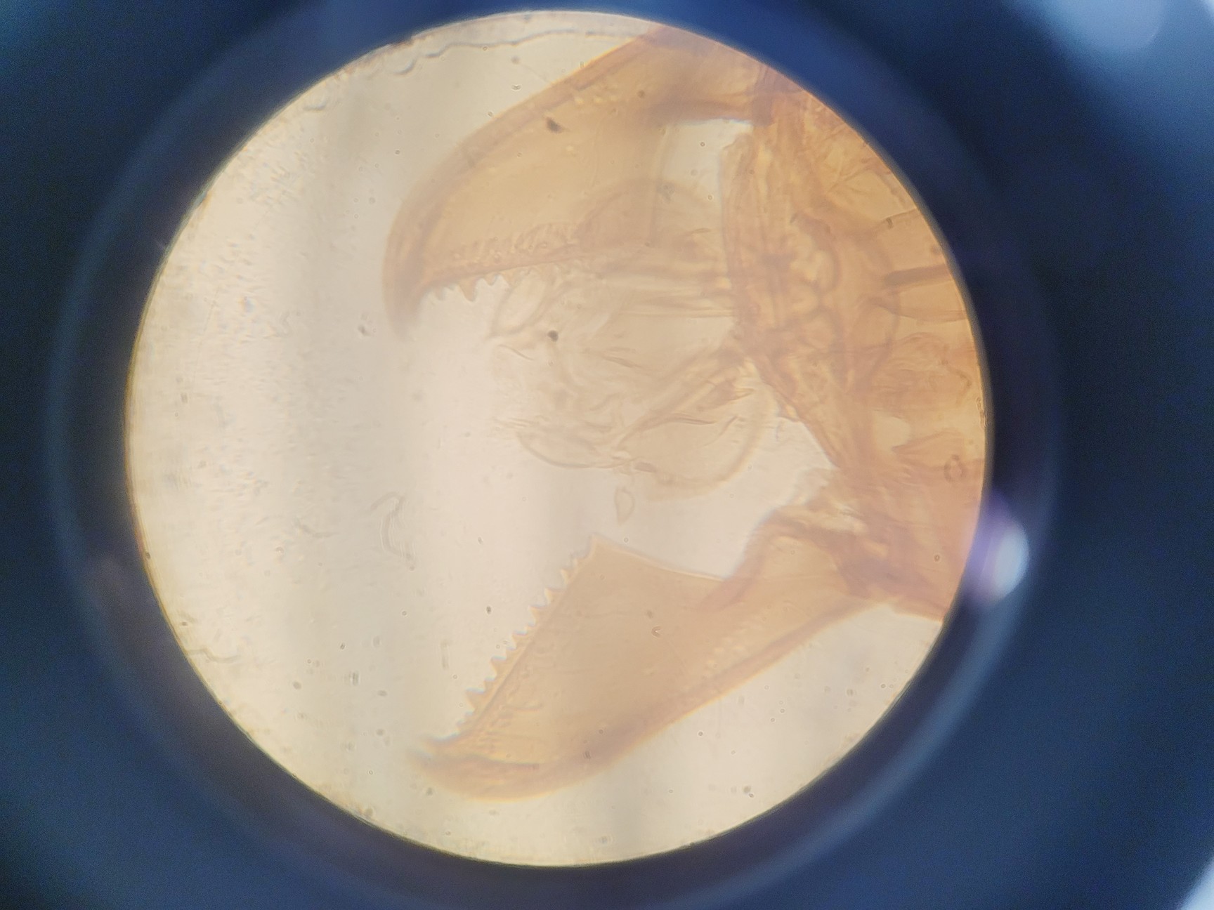 Image of Wild Heerbrugg M40A Inverted Microscope 4/0.10, 10/0.25 Ph, 20/0.25 Ph, 40/0.25