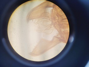 Thumbnail image of Wild Heerbrugg M40A Inverted Microscope 4/0.10, 10/0.25 Ph, 20/0.25 Ph, 40/0.25 