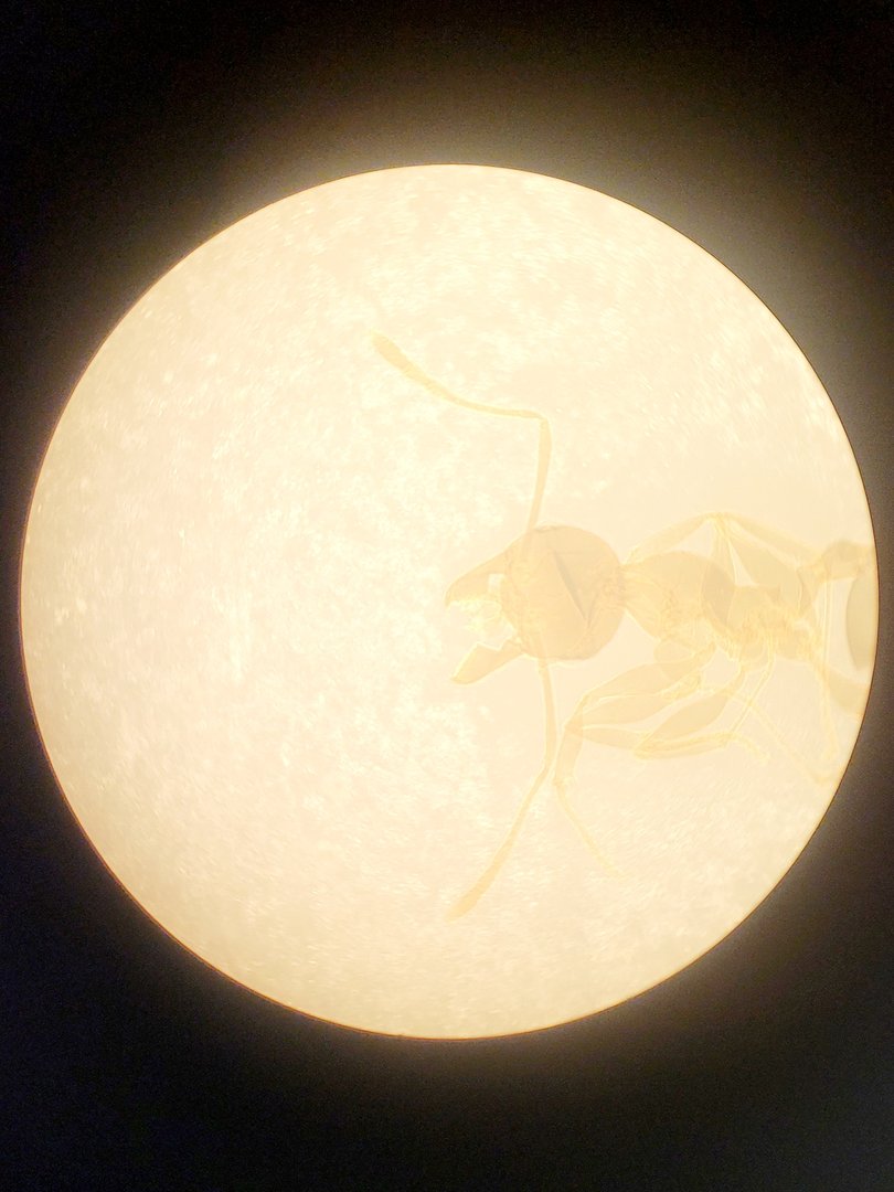 Image of Leitz Diavert Inverted Microscope w/ 3 x Objectives Lab