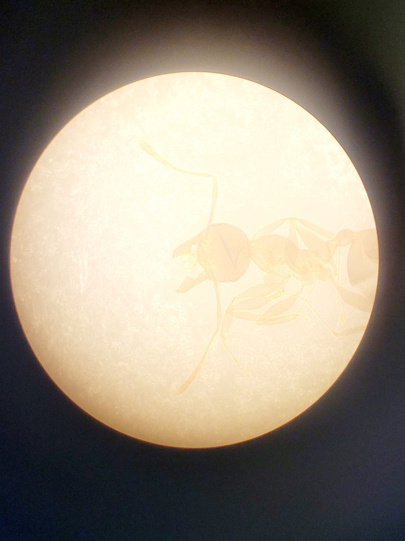 Image of Leitz Diavert Inverted Microscope w/ 3 x Objectives Lab