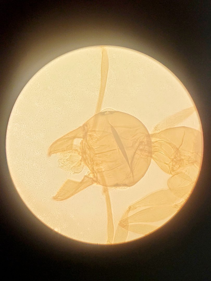 Image of Leitz Diavert Inverted Microscope w/ 3 x Objectives Lab