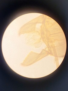 Thumbnail image of Leitz Diavert Inverted Microscope w/ 3 x Objectives Lab