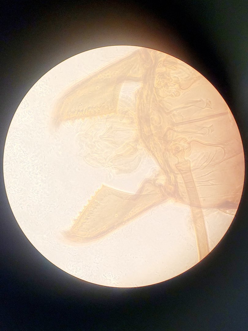 Image of Leitz Diavert Inverted Microscope w/ 3 x Objectives Lab