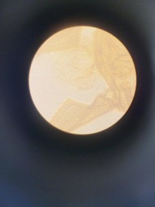 Thumbnail image of Leitz Diavert Inverted Microscope w/ 3 x Objectives Lab