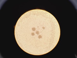 Thumbnail image of Olympus CK2 CK2-TR Inverted Microscope with 4 x Objectives Lab
