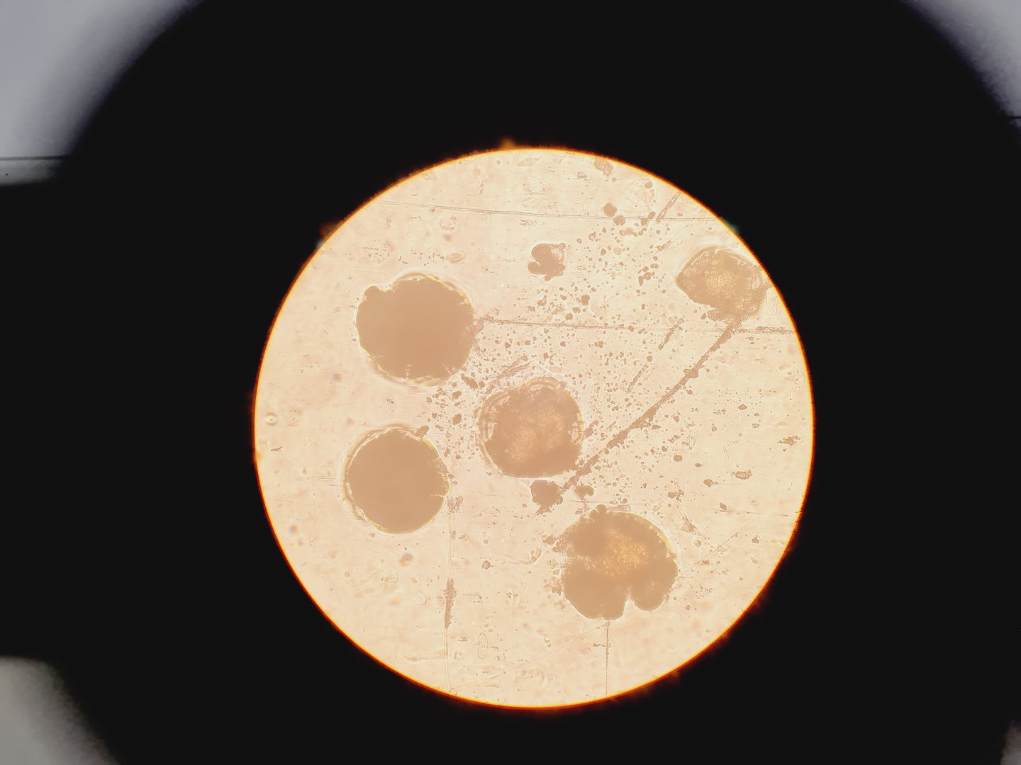 Image of Olympus CK2 CK2-TR Inverted Microscope with 4 x Objectives Lab