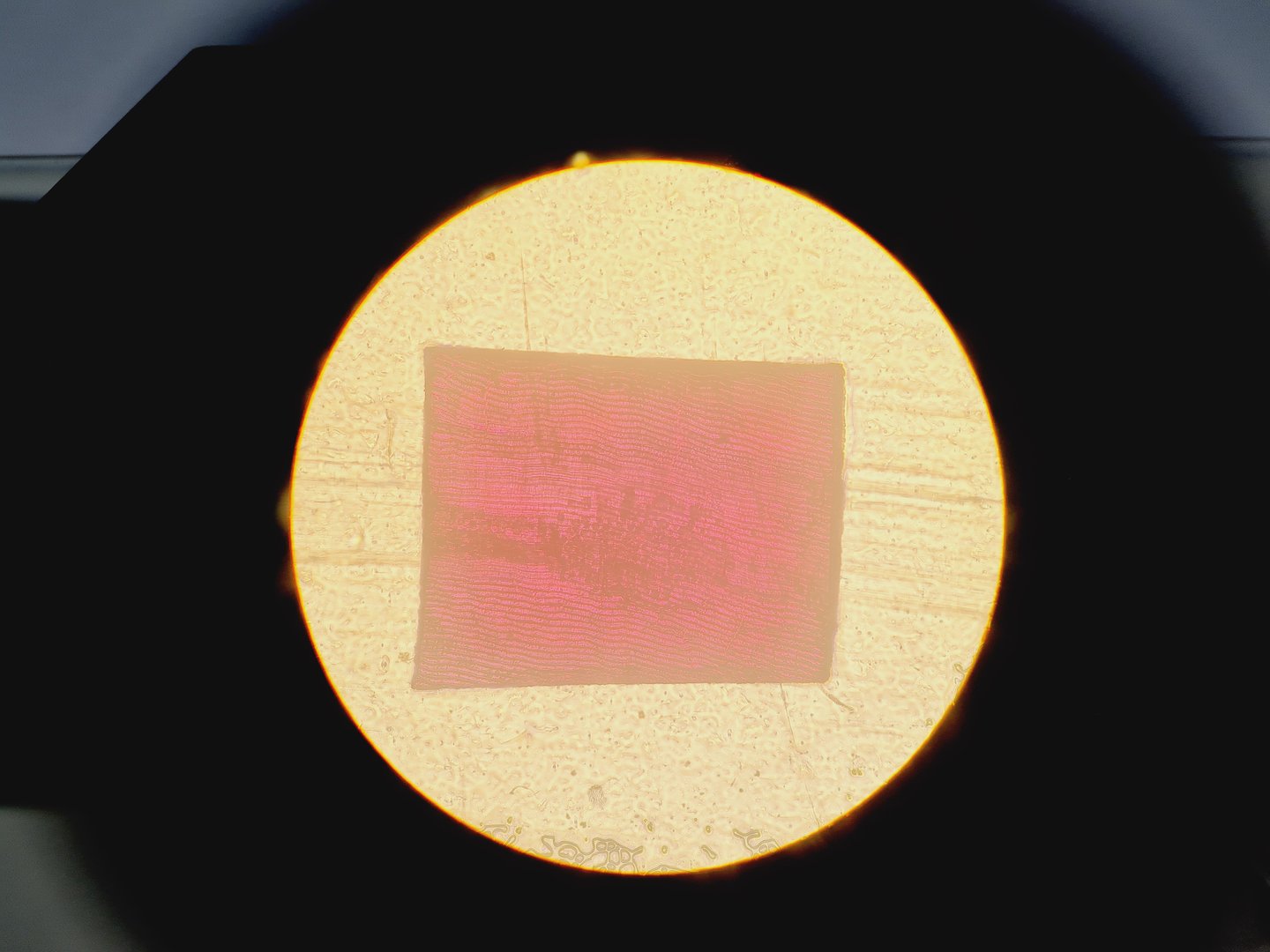 Image of Olympus CK2 CK2-TR Inverted Microscope with 4 x Objectives Lab