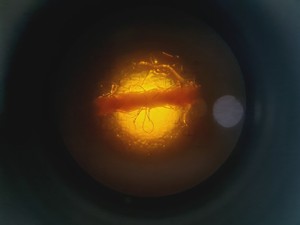 Thumbnail image of Olympus IMT-2 Inverted Research Microscope with 3 x Objectives, SPlan, Ph3 Lab