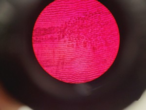 Thumbnail image of Zeiss 47 09 14 Microscope Trinocular Head with Power Supply