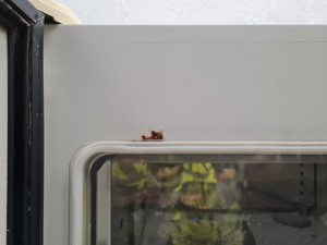 Thumbnail image of Sanyo C02 Incubator Model MC0-175 Lab