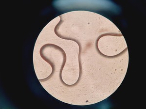 Thumbnail image of Nikon Eclipse E200 Microscope with 1 x Objective Lab