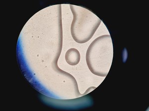 Thumbnail image of Nikon Eclipse E200 Microscope with 1 x Objective Lab