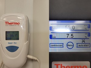 Thumbnail image of Thermo Scientific HERAcell 150i CO2 Incubator Double Stack Lab