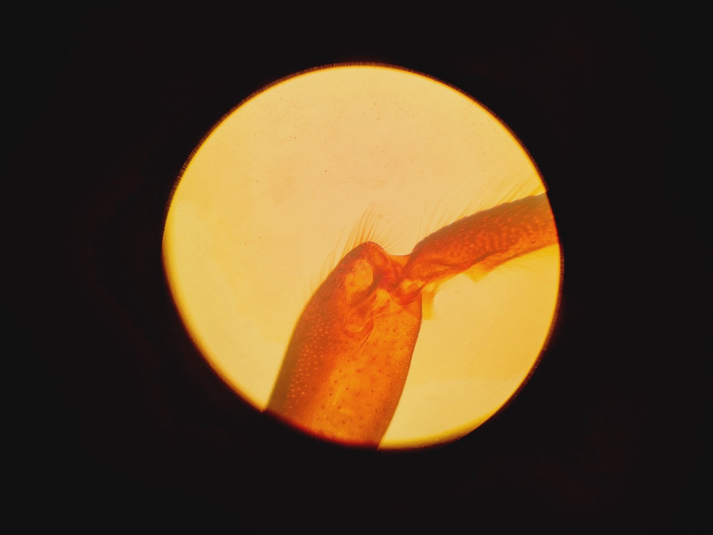 Image of Leitz Diavert Inverted Microscope Lab