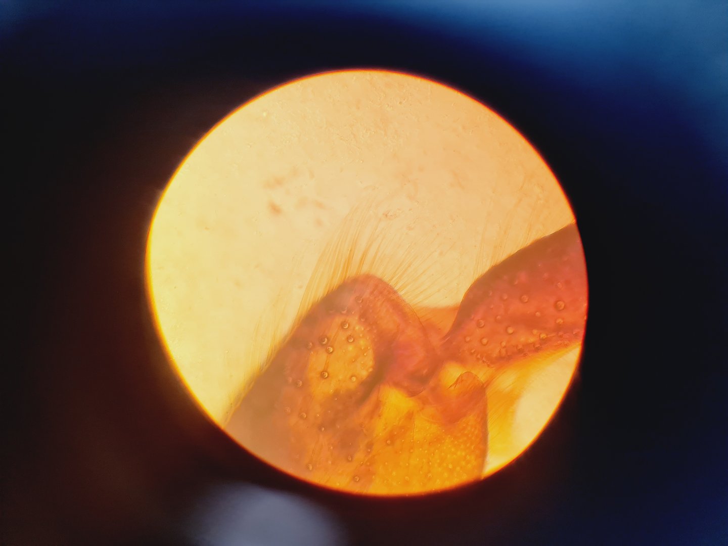 Image of Leitz Diavert Inverted Microscope Lab