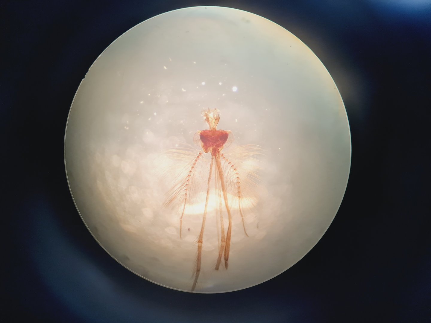 Reichert-Jung MicroStar 110 Illuminator Model 1130B Microscope Lab