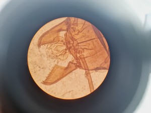 Thumbnail image of Leica DMIL Inverted Microscope Type 090-135.001 with 2 x Objectives Lab