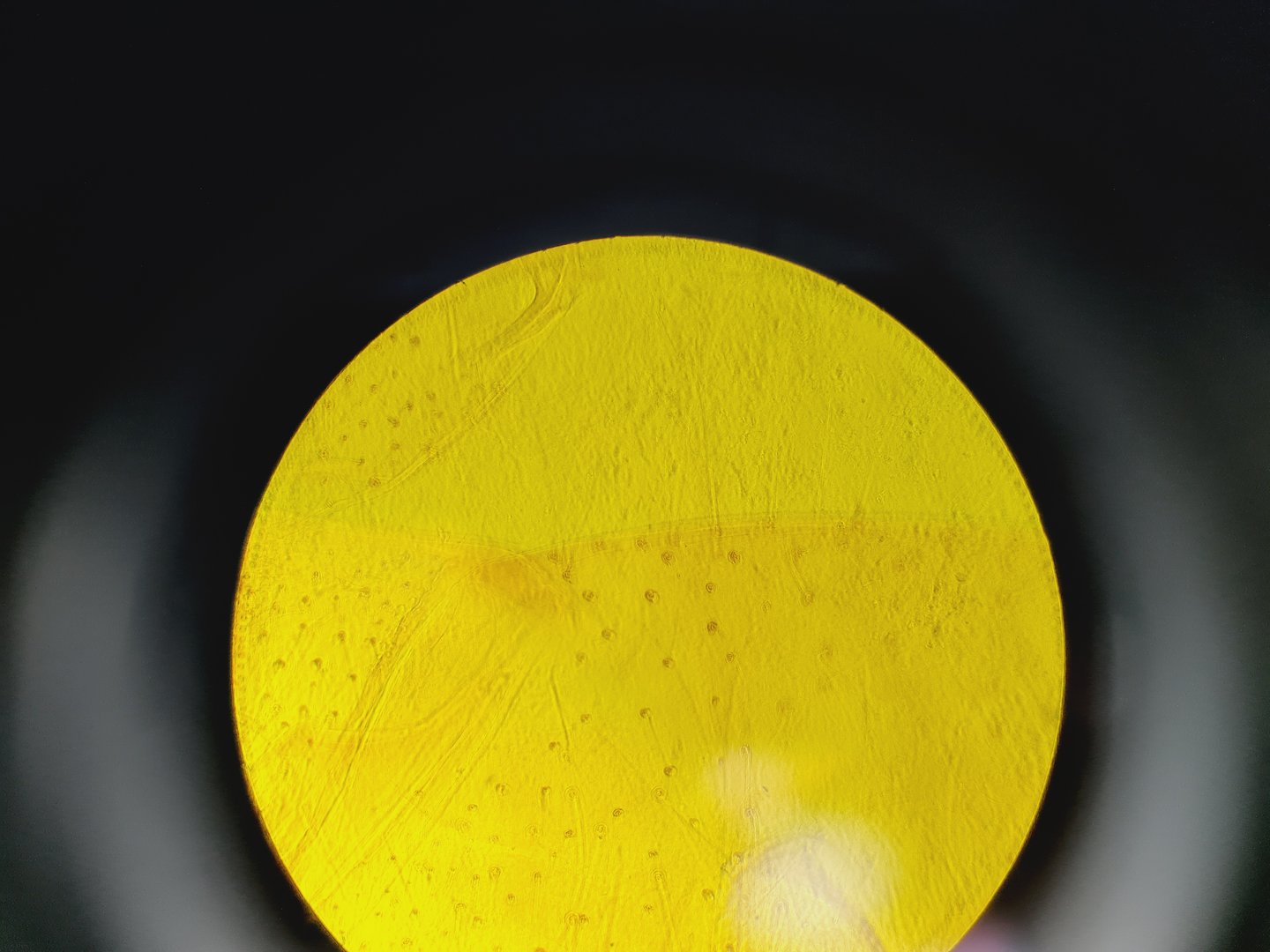 Image of Carl Zeiss Axioskop El Einsatz Fluorescence Microscope w/ 5 Objectives
