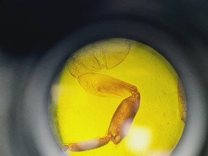 Thumbnail image of Carl Zeiss Axioskop El Einsatz Fluorescence Microscope w/ 5 Objectives